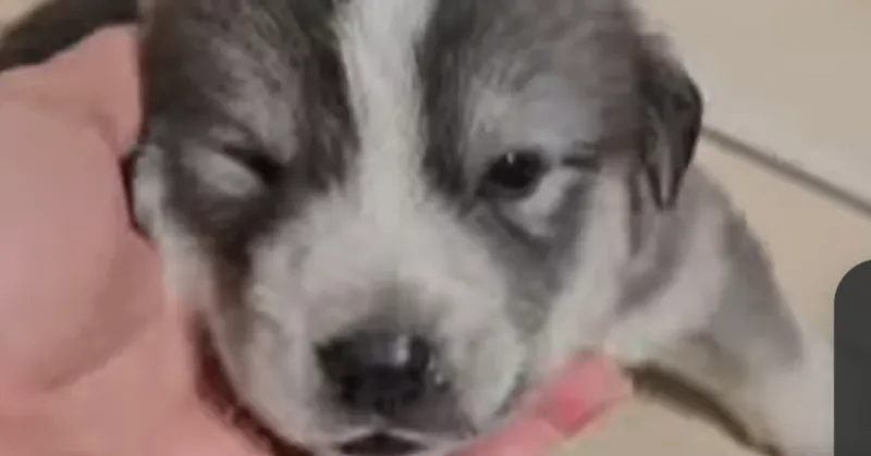 Sciacca, il video dalla clinica veterinaria dei 4 cuccioli e la madre salvata mentre il 25 manifestazione in piazza organizzata dell'attivista Rizzi