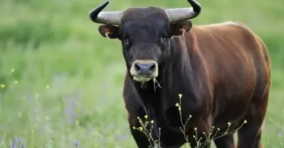 Muore incornato da un toro in un’azienda agricola tra Gangi e Geraci Siculo