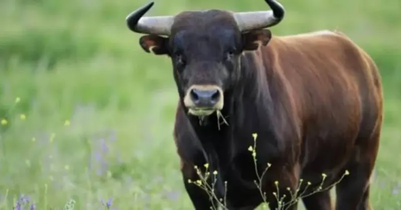 Muore incornato da un toro in un’azienda agricola tra Gangi e Geraci Siculo