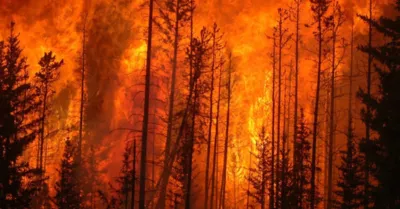 Incendio boschivo, arrestato un anziano Agrigentino
