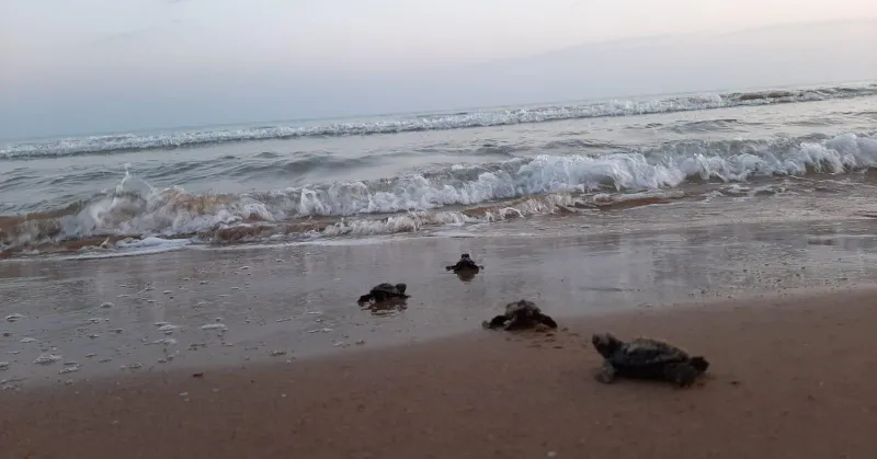 Anche quest’anno a Menfi arrivano le tartarughe “Caretta Caretta”, 130 i nidi in Sicilia
