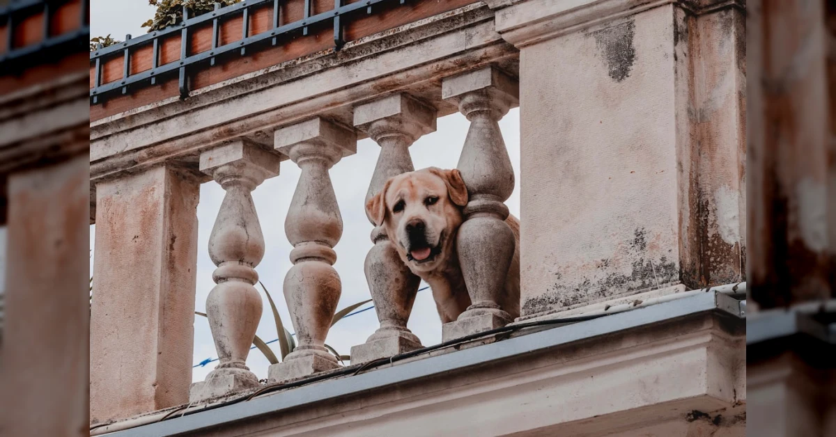 Cane su balcone sole estivo con temperature elevate
