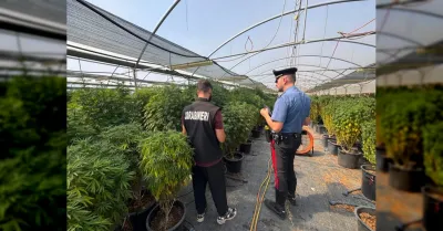 Blitz ad Ardea, tre arresti per droga in azienda di canapa light