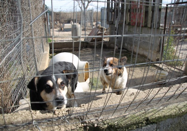 Canile municipale di Sciacca con cani in attesa di cure e custodia temporanea