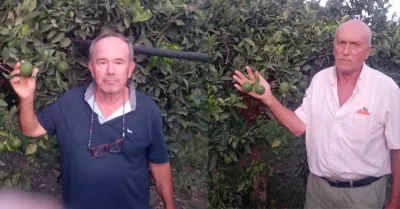 Crisi agrumicola a Ribera, agricoltori replicano al Consorzio