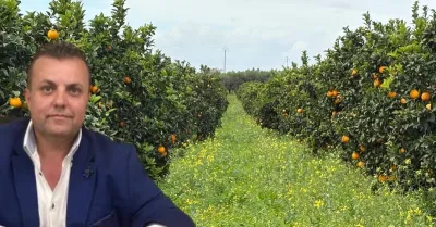 Crisi agrumicola a Ribera, il Consorzio: “Servono dati”
