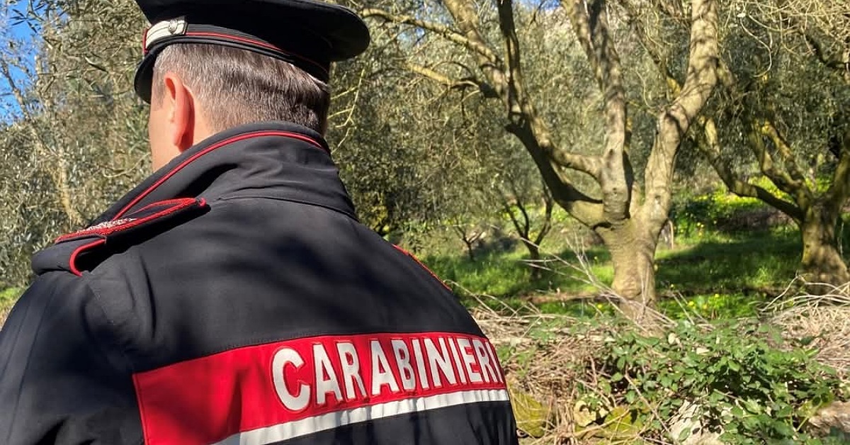 Ulivi danneggiati in un fondo agricolo a Sambuca, raid notturno oggetto di indagine