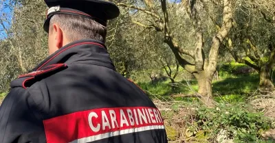 Danni a 5 ulivi, indagini dei carabinieri: raid notturno in un fondo agricolo a Sambuca
