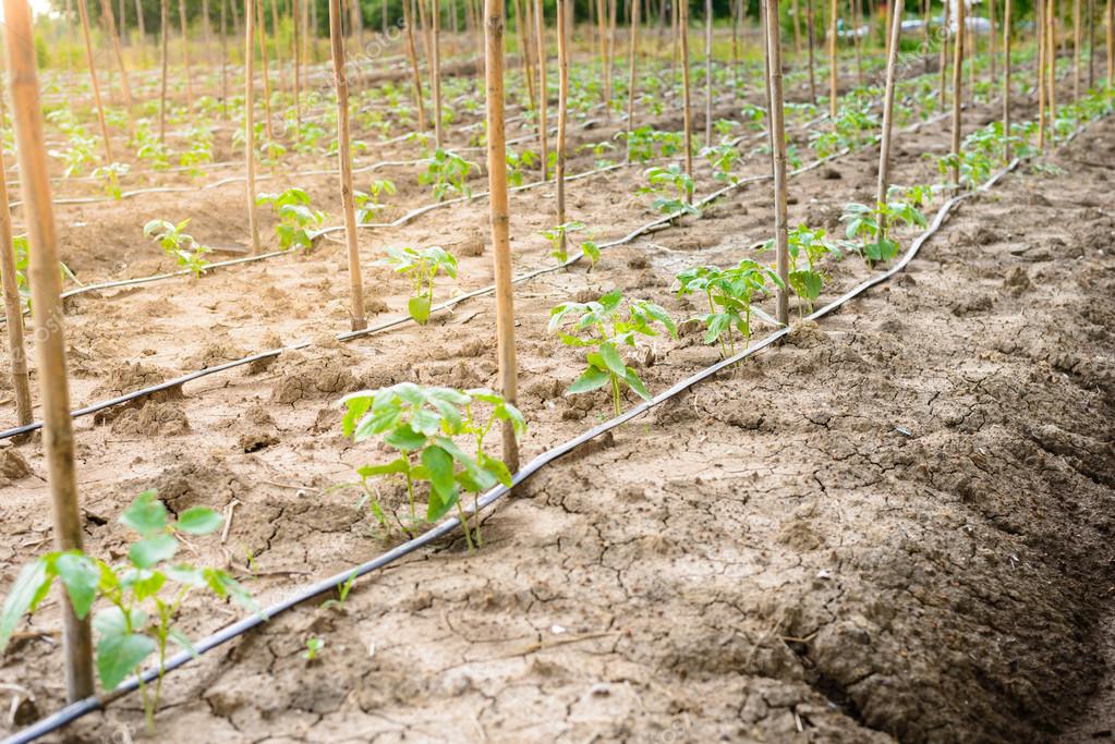 Siccità e caldo, il Comune di Menfi chiede lo stato di calamità per l’agricoltura
