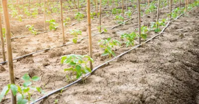 Siccità e caldo, il Comune di Menfi chiede lo stato di calamità per l’agricoltura