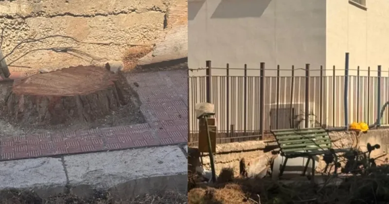 Pini abbattuti in via Catusi, la quinta commissione: “Mancato ripristino e messa in sicurezza”