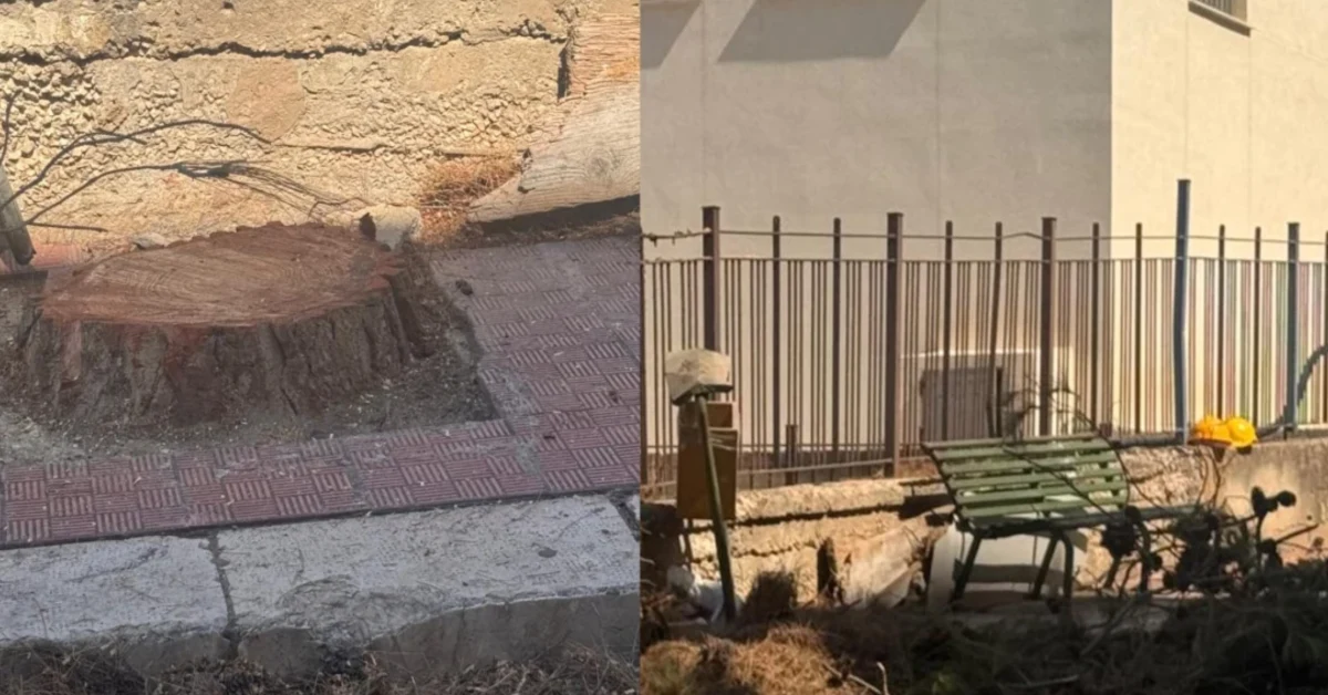Pini secolari abbattuti in via Catusi e sede stradale danneggiata con marciapiede in attesa di ripristino