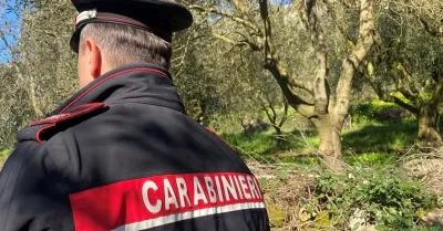 Sambuca, raid in un vigneto: tagliati i tiranti di 65 filari