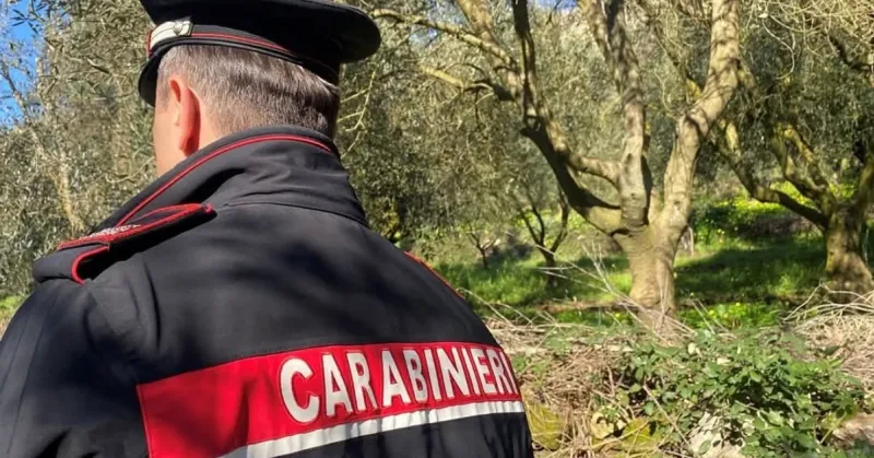 Sambuca, raid in un vigneto: tagliati i tiranti di 65 filari