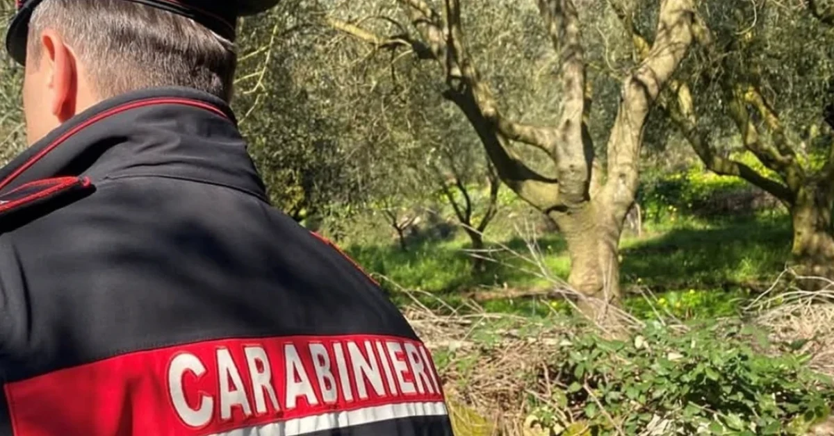 Aranceto danneggiato a Caltabellotta: 60 alberi abbattuti e tubature irrigazione tagliate