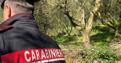 Danneggiato un aranceto a Caltabellotta: abbattuti 60 alberi e tagliate le tubature dell’irrigazione