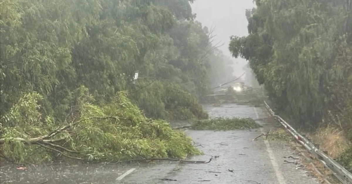 Pioggia intensa e maltempo, alberi sulla 115 e traffico deviato a Ribera