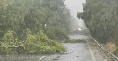 Pioggia intensa e maltempo, alberi sulla 115 e traffico deviato a Ribera