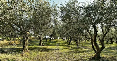 Raid notturno in un uliveto di Santa Margherita: abbattute 23 piante