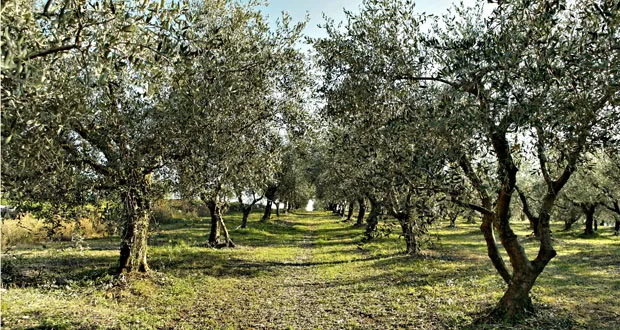 Santa Margherita
