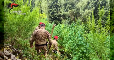 Carabinieri scoprono 5 piantagioni di marijuana in Aspromonte, due arresti a Platì