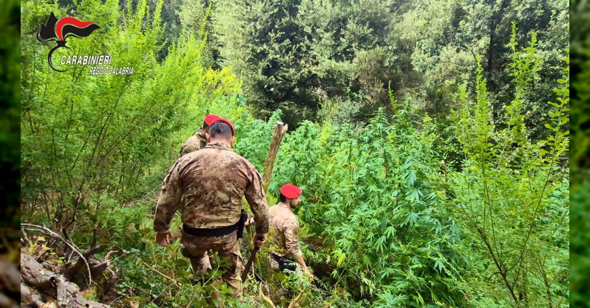 Carabinieri in Aspromonte scoprono piantagioni di marijuana tra i boschi