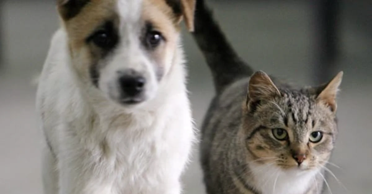 Sciacca, il Comune spenderà 4 euro al giorno per i cani randagi e 1,70 per i gatti in un anno