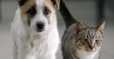 Sciacca, il Comune spenderà 4 euro al giorno per i cani randagi e 1,70 per i gatti in un anno