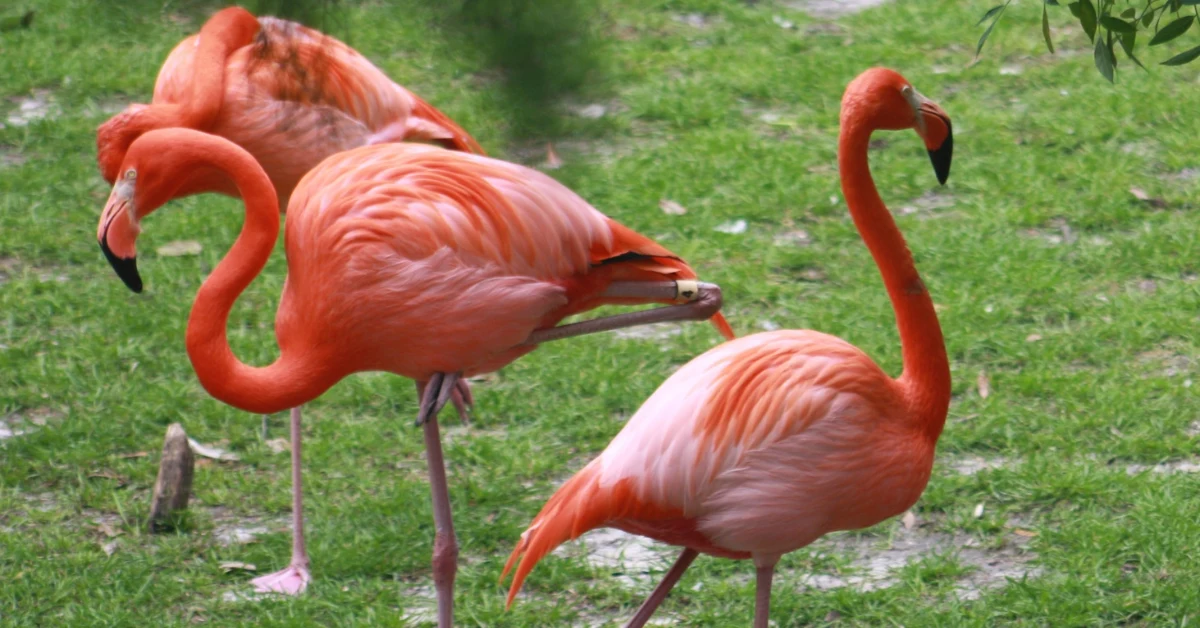 fenicotteri rosa