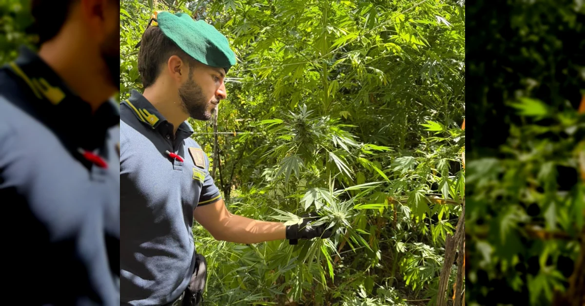 Piantagioni di marijuana sequestrate dalla Guardia di Finanza in Calabria, tra Aspromonte e Locride