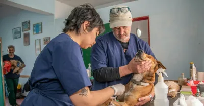Corte d'Appello Firenze condanna veterinario a risarcire i familiari per sofferenze evitabili del cane