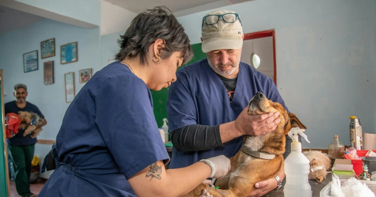 Cane cocker spaniel anziano in clinica veterinaria durante le cure, tema della sentenza Corte d'Appello Firenze