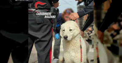 Cortaccia e Termeno, 46 animali salvati da degrado e denunciata una 59enne