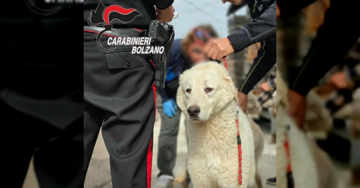 Cani, gatti, conigli e galline salvati da un appartamento degradato a Cortaccia e Termeno