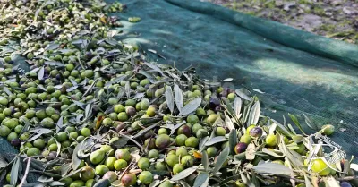 Protesta degli olivicoltori, raccolta sospesa nell’Agrigentino