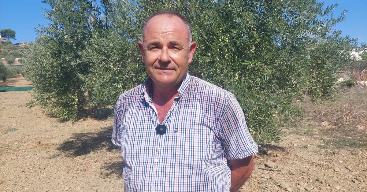 Olivicoltore saccense tra gli ulivi della sua campagna siciliana durante la raccolta