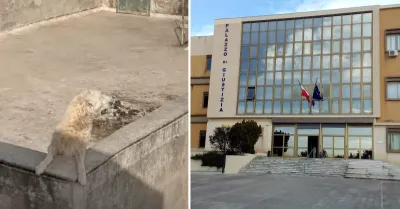 Cani morti sul terrazzo a Sciacca, la procura chiede il giudizio immediato per i La Bella
