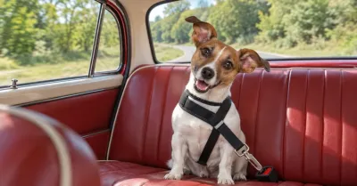 Cane in auto, con il nuovo Codice della strada servirà la cintura anche per un solo animale