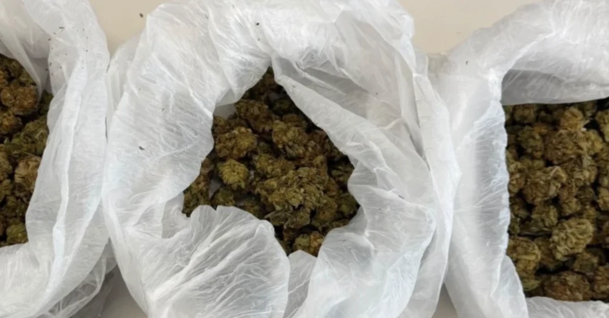Serra domestica di marijuana con piante di cannabis e attrezzature scoperte dai carabinieri in un'abitazione