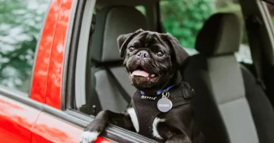 Codice della Strada, la bozza introduce la cintura omologata per il cane in auto con multe da 320 euro