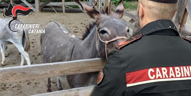 Asini rubati e ritrovati: denunciati due uomini nel Catanese