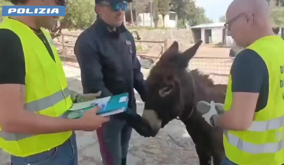 Fattoria abusiva a Catania, sequestrati animali e sanzioni per oltre 30 mila euro