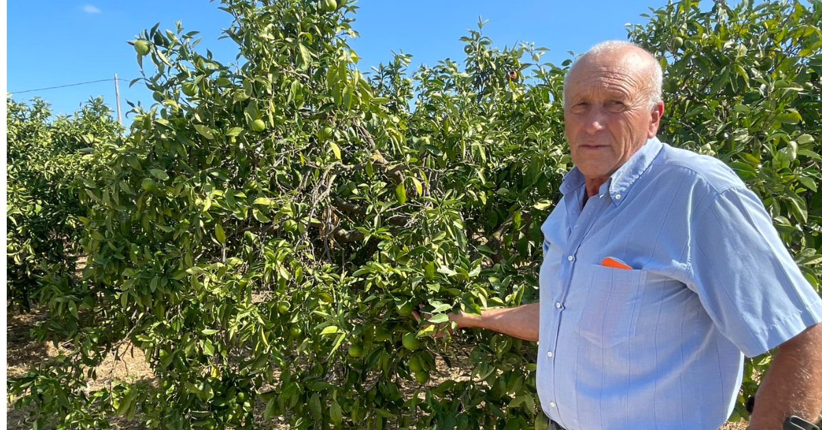 Dino Giovanni D'Angelo esamina un albero di arancio a Ribera durante l'emergenza siccità 2026.