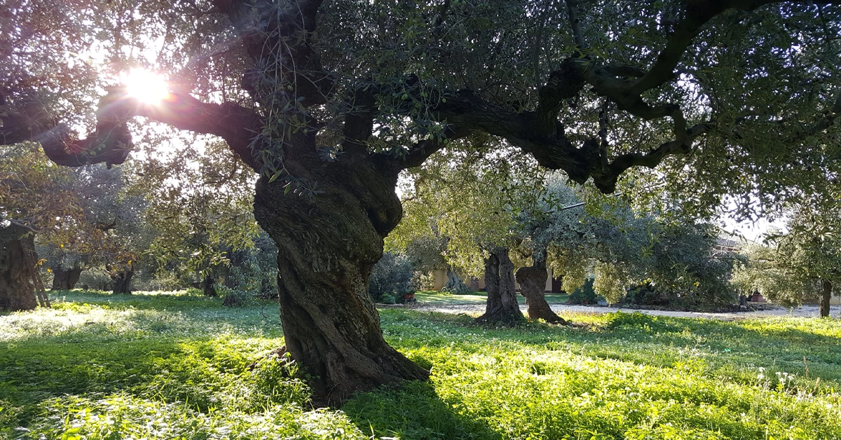 Ulivi secolari nella campagna di Sciacca, luogo ideale per ritrovare calma e chiarezza mentale lontano dallo stress