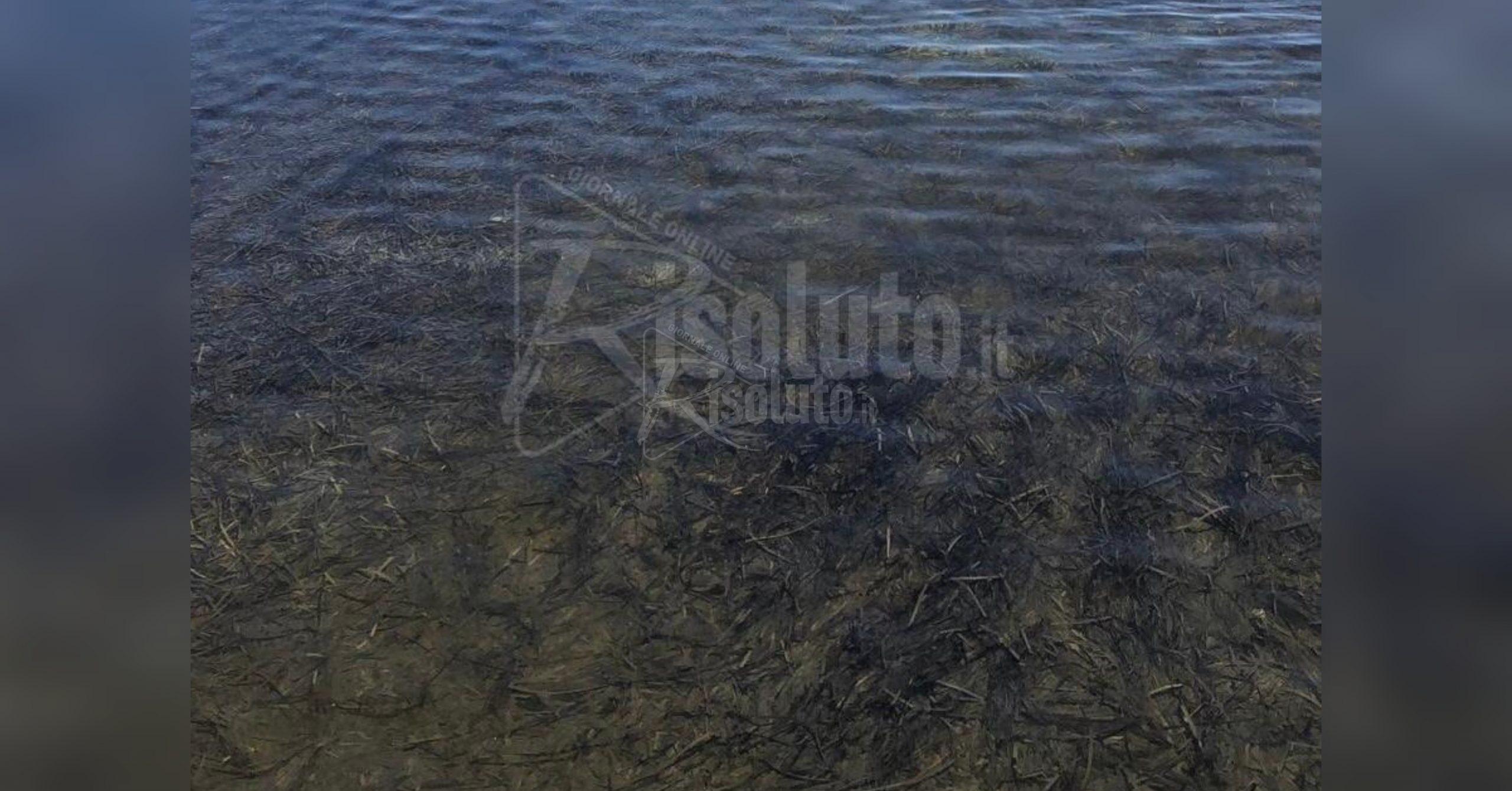 Posidonia Menfi