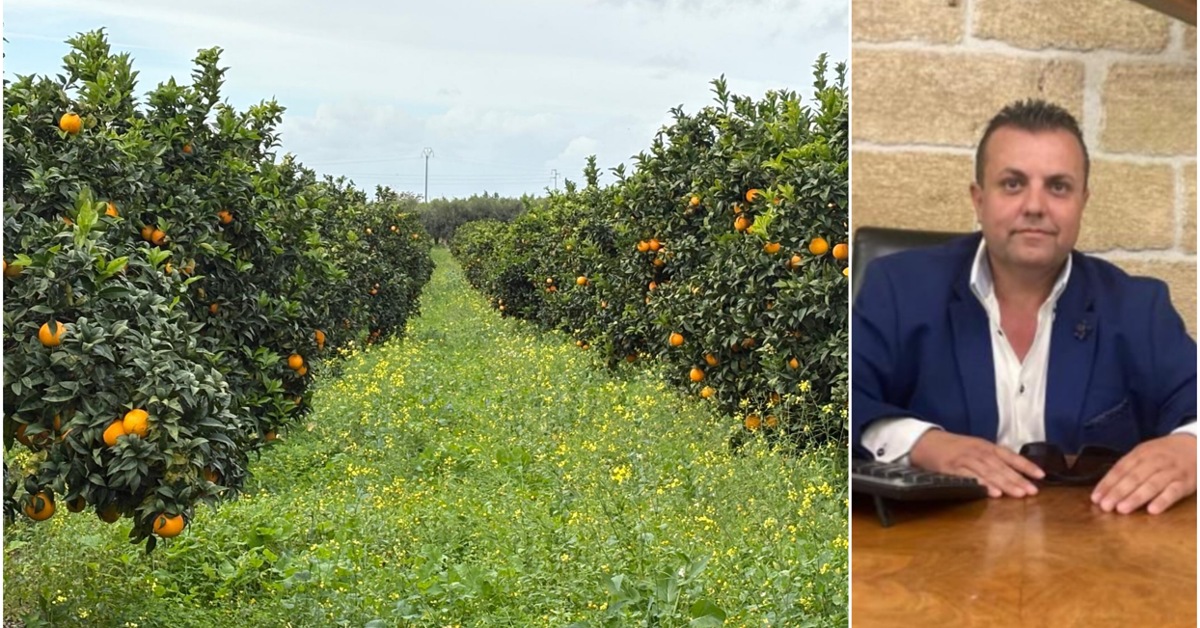 Campagna agrumicola a Ribera, l’Arancia Dop chiude con 14,5 milioni di profitto