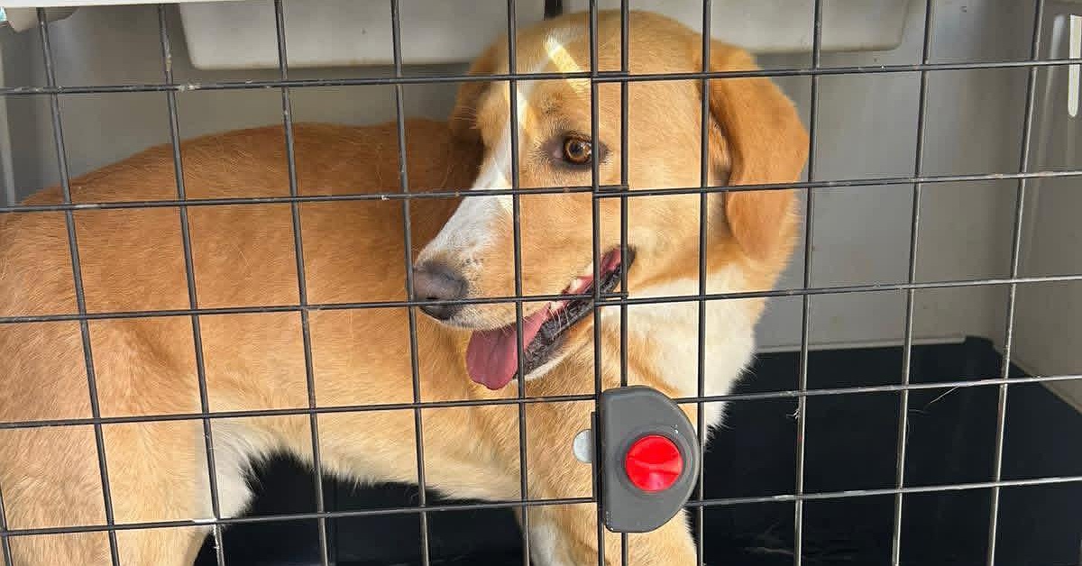 Sciacca, da emergenza a nuova vita, adottato il cane di contrada Ferraro
