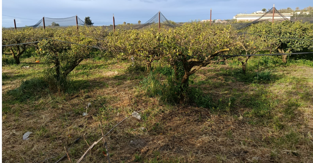 Maltempo a Ribera, danni all’agricoltura e aziende in crisi