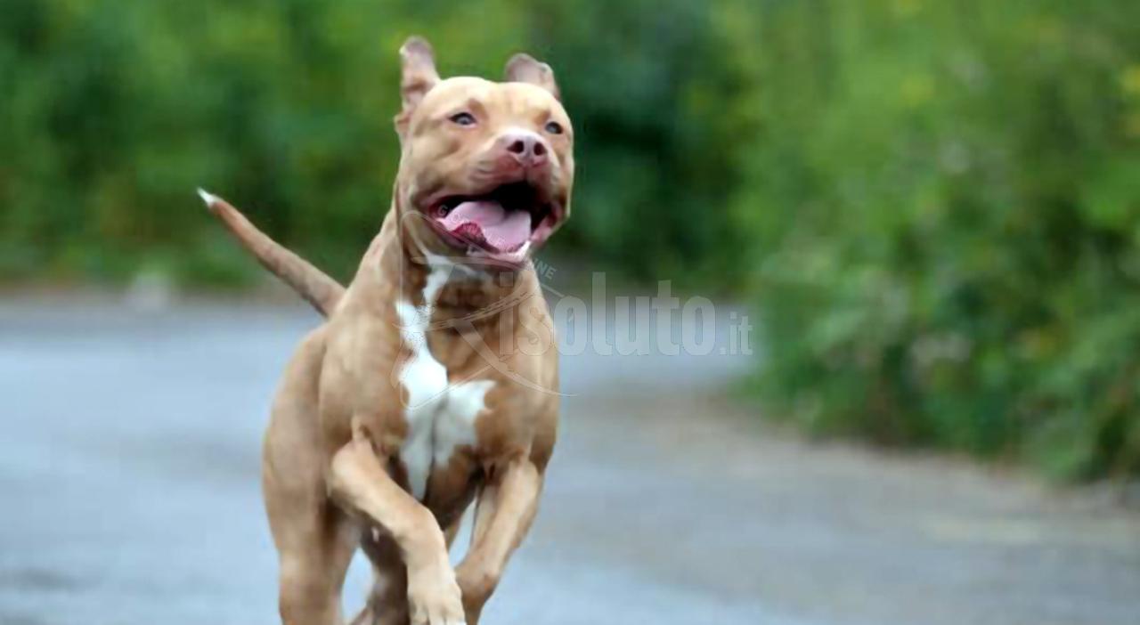 Casteltermini, pitbull legato tra rifiuti: denunciato il proprietario