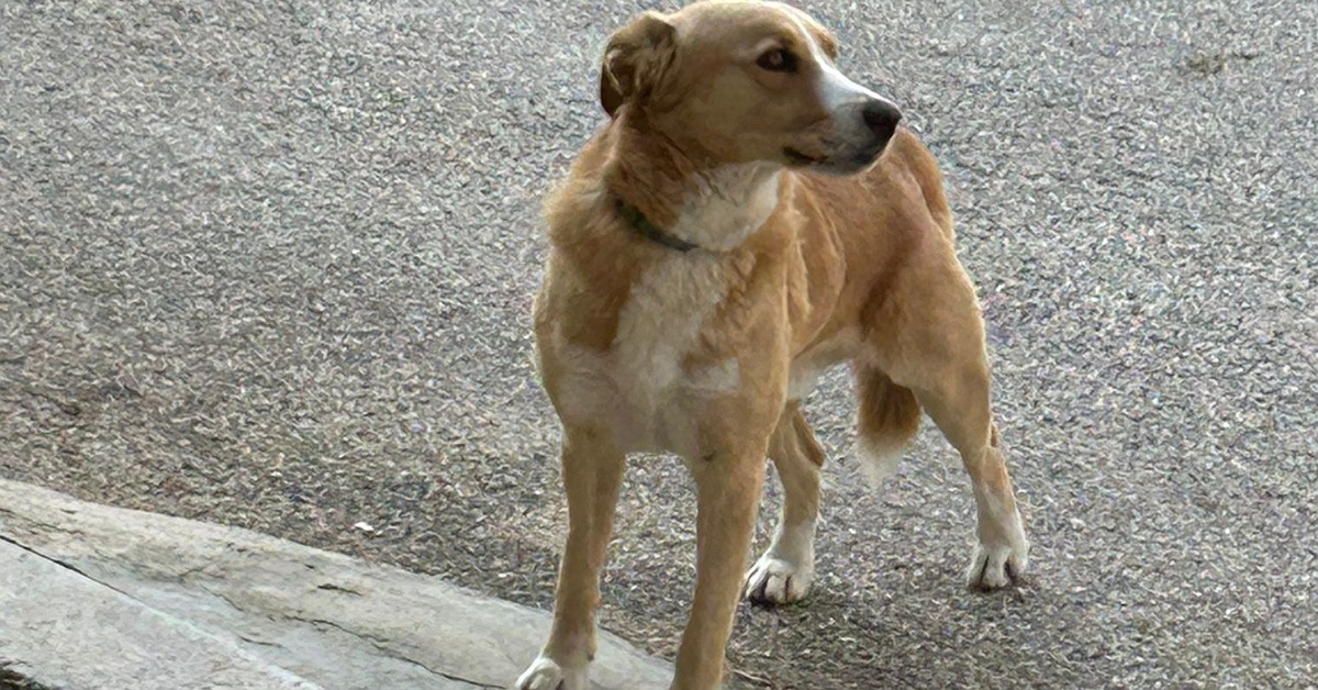 Cane segnalato nella zona Ferraro, catturato e trasferito al rifugio di Sambuca di Sicilia
